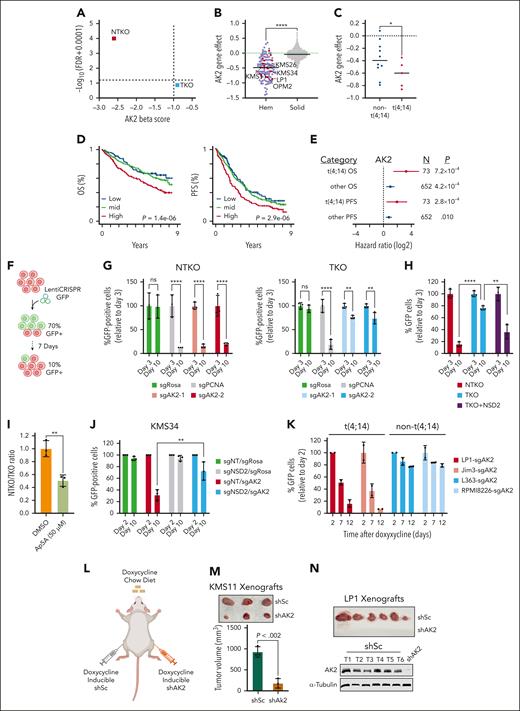 NSD2 overexpression increases MM cell dependence on AK2. (A) Plot of MAGeCK-generated AK2 Beta scores and the corresponding FDRs in NTKO and TKO cells. (B) Depmap AK2 dependency scores across different cancer cell line lineages (red - MM cell lines; blue - other hematologic cell lines; grey - solid cancer cell lines). t(4;14) MM cell lines are labeled. (C) Comparison of AK2 dependency scores between t(4;14) and non-t(4;14) MM cell lines. In B and C, horizontal lines represent median gene effect scores. ∗P < .05 Mann-Whitney, one-sided. (D) Kaplan-Meier curves showing overall survival (OS and PFS of patients with MM stratified by AK2 expression into low (Q1; blue), mid (Q2+Q3; green), and high (Q4; red). P value were calculated by Cox proportional hazards regression. (E) Hazard ratio of AK2 expression associated with OS and PFS in t(4;14) (red) and other (blue) patients with MM as determined using Cox proportional hazards regression. Lines represent 95% confidence intervals RNAseq and WGS. P value and cohort sizes are shown (total N = 725, baseline patients with CoMMpass). (F) Schematic representation of confirmatory in vitro competitive growth assays used for validating essential genes. (G) Time-dependent depletion of GFP-positive NTKO and TKO isogenic cells after transduction with LentiCRISPRv2-GFP expressing the indicated sgRNAs. sgROSA and sgPCNA were used as negative and positive controls, respectively. (H) Comparison of time-dependent depletion of GFP-positive cells harboring sgAK2 in NTKO, TKO, and NSD2-replete TKO cells. (I) Competitive growth of nonlabeled NTKO and GFP-labeled TKO cells treated with DMSO or the AK2 inhibitor AP5A (50 μM) for 72 h. (J) Time-dependent depletion of control and NSD2-depleted KMS34 cells after transduction with LentiCRISPRv2-GFP expressing the indicated sgRNAs. Cells were transduced with LentiCRISPRv2 expressing a nontargeting (sgNT) or NSD2-targeting (sgNSD2) sgRNA and selected with puromycin before transduction with the LentiCRISPRv2-GFP constructs. All experiments were performed in biological triplicate. (K) Time-dependent depletion of t(4;14) and non-t(4;14) MM cell lines transduced with inducible Cas9/GFP/sgAK2 (TLCV2) vectors. Percentage of GFP-positive cells were measured at the indicated times by flow cytometry. Experiments were performed in biological duplicate. (L) Subcutaneous flank injections of cells expressing doxycycline-inducible scrambled (shSc) or AK2-targeting (shAK2) shRNA into NOD/SCID mice. Mice were fed a doxycycline chow diet. (M) KMS11-derived tumors isolated from the left (shSc) and right (shAK2) mouse flanks. Tumor dimensions were measured using a caliper and the volumes were calculated using the following formula: V = ½ L x W2. (N) Tumors derived from shSc-expressing LP1 cells. No tumors from AK2-depleted LP1 cells were detected. Immunoblots confirming continued AK2 expression in isolated LP1-derived tumors are shown. ∗∗P < . 01, ∗∗∗P < . 001, and ∗∗∗∗P < . 0001. DMSO, dimethyl sulfoxide; sgROSA, sgRNA targeting mouse Rosa26 locus; sgPCNA; TLCV2, LentiCRISPRv2 with Tet Response Element Promoter; WGS, whole genome sequencing.
