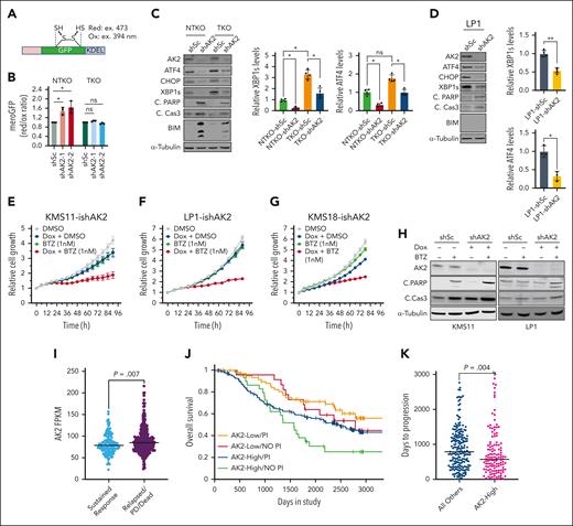 AK2 depletion increases MM cell sensitivity to proteasome inhibitors. (A) Schematic representation of the MeroGFP system. (B) Evaluation of unfolded protein load indicated by the ratio of reduced/oxidized GFP disulfide bonds measured at the indicated excitation wavelengths by flow cytometry 72 hours after transduction with the indicated shRNAs. (C-D) Immunoblot analyses of proteins involved in unfolded protein response and apoptosis signaling. Four independent experiments were performed 72 hours after transduction with the indicated IPTG induced shRNAs. (E-G) Incucyte cell proliferation assays in KMS11, LP1, and KMS18 cells expressing doxycycline-inducible shRNA-targeting AK2. Cells were treated with doxycycline (0.2 μg/mL), bortezomib (1nM), or a combination of both. (H) Immunoblot analysis showing levels of PARP and caspase 3 cleavage in KMS11 and LP1 cells with doxycycline-inducible shAK2 in the presence or absence of bortezomib. Immunoblots were performed 72 hours after doxycycline induction of AK2 knockdown. (I) Analysis of data from the MMRF CoMMpass study of patients treated with proteasome inhibitor comparing levels of AK2 expression between patients showing sustained response and those that are relapsed or deceased. (J) Kaplan-Meier curves showing overall survival of patients with MMwith high (fourthquartile) or low (first quartile) AK2 expression with or without PI therapy. (K) Comparison of relapse times between AK2-high (fourth quartile) and all other patients with MM treated with PIs. Data were analyzed using the MMRF Researcher Gateway. ∗P < .05, ∗∗P < .01. IPTG, isopropyl ß-D-1-thiogalactopyranoside; MMRF, Multiple Myeloma Research Foundation; PARP, poly(ADP-ribose) polymerase.
