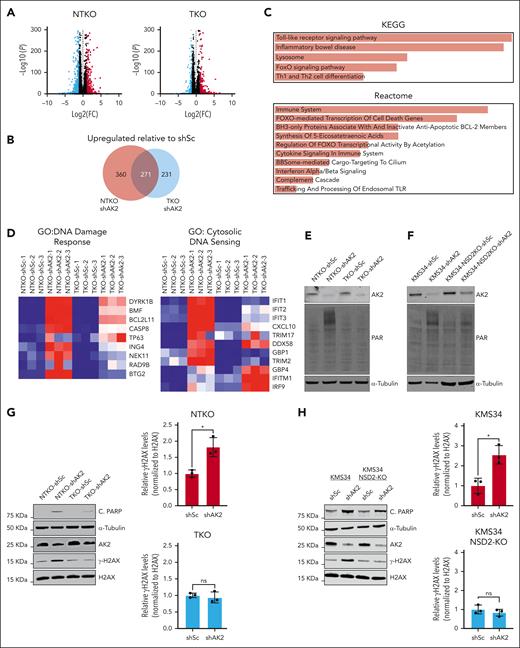 AK2 suppression induces DNA damage response in NSD2-overexpressing MM cells. (A) Volcano plots showing genes differentially expressed between AK2-depleted (shAK2) and control (shSc) NTKO and TKO MM cells plotted from RNA-seq data. FC: fold change shAK2/shSc. FDR: false discovery rate. (B) Area proportional Venn diagram of genes upregulated by AK2 suppression in NTKO and TKO MM cells plotted from RNA-seq data. (C) EnrichR pathway analysis of genes upregulated by AK2 suppression in NTKO cells. (D) Heatmaps of genes involved in DNA damage response and cytosolic DNA sensing plotted from RNAseq data of AK2-suppressed NTKO and TKO cells. (E-F) Immunoblot analysis showing protein PARylation in control and AK2-depleted KMS11 NTKO and TKO (E) or parental and NSD2-deficient KMS34 (F) isogenic cells. (G-H) Immunoblot analysis of basal levels of H2AX phosphorylation and cleaved PARP in control and AK2-depleted KMS11 NTKO and TKO (G) or parental and NSD2-deficient KMS34 (H) isogenic cells. Three independent experiments were performed 72 hours after transduction with the indicated shRNA constructs. ∗P <. 05.