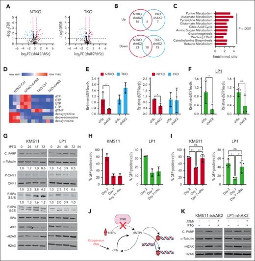 AK2 suppression in NSD2-overexpressing MM cells results in DNA replication stress by depleting dNTPs. (A) Volcano plots from metabolomic profiling showing metabolites altered by AK2 suppression in NTKO and TKO cells. (B) Venn diagrams showing metabolites upregulated and downregulated by AK2 depletion NTKO and TKO cells. (C) Pathway analysis of metabolites significantly altered by AK2 suppression in NTKO but not TKO cells. (D) Heatmap of the relative abundance of ribonucleotides and deoxyribonucleotides in AK2-depleted NTKO and TKO cells plotted from the metabolomics data. (E-F) Quantification of dATP and dGTP levels in control and AK2-depleted NSD2-high and -low MM cells by RT-based dNTP assays. All metabolite measurements were performed 72 hours after transduction with the indicated shRNAs in 3 biological replicates. (G) Time-course analysis of replication stress and apoptosis markers after IPTG induction of shAK2 in KMS11 and LP1 MM cell lines. Immunoblots for phosphorylated CHK1 and RPA were quantified by Image J and the signal was normalized to total CHK1 or RPA proteins, respectively. (H-I) In vitro competitive growth assays showing time-dependent depletion of GFP-positive cells after transduction with LentiCRISPRv2-GFP-sgAK2 in the presence and absence of 10× Embryomax nucleoside mix (rNs; 300 μM) or deoxynucleoside pools (dNs; 250 μM). Experiments were performed in 2 or 3 biological replicates as indicated by the individual replicate symbols. (J) Schematic representation of DNA replication fork stalling due to depletion of dNTP pools resulting from impaired RNR activity. (K) Immunoblot analysis of H2AX phosphorylation and PARP cleavage 72 hours after IPTG-induced AK2 depletion in KMS11 and LP1 cells in the presence and absence of 10 μM of the ATM kinase inhibitor (ATMi) KU55933. ∗P< .05, ∗∗P<.01.