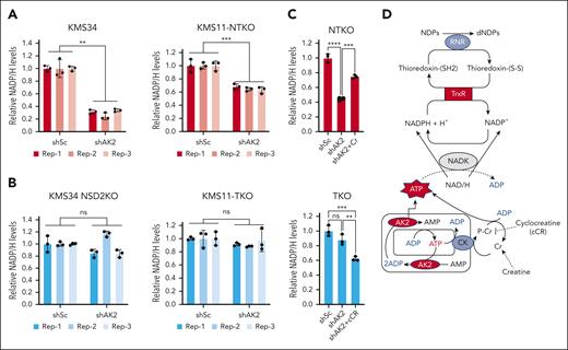 AK2 suppression depletes NADP/H levels in NSD2-overexpressing MM cells. (A-B) Relative quantification of NADP/H in control (shSc) and AK2-depleted (shAK2) KMS11 and KMS34-derived NSD2-high (A) and NSD2-low (B) isogenic cells. The different colors indicate different biological replicates, and the dots represent technical replicates. (C) Relative quantification of NADP/H in control and AK2-depleted NTKO cells with and without creatine (Cr; 50mM) supplementation. (D) Relative quantification of NADP/H in control and AK2-depleted TKO cells with and without cyclocreatine (cCR; 10mM) treatment. NADP/H levels were measured by enzyme-based bioluminescent assays 72 hours after IPTG-induced AK2 knockdown. Experiments were performed in biological triplicate. (E) Schematic diagram of the proposed role of AK2 in dNTP homeostasis. RNR: ribonucleotide reductase. TrxR, thioredoxin reductase; NADK: NAD+ kinase; CK, creatine kinase. ∗∗P, 0.01, ∗∗∗P, 0.001.