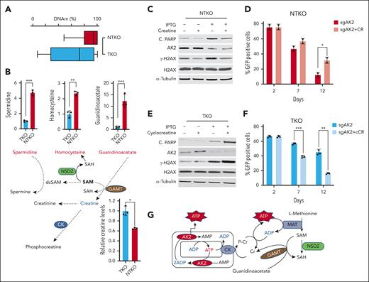 NSD2-derived creatine depletion underlies increased dependence on AK2. (A) DNA methylation in KMS11 NTKO and TKO cells measured by whole-genome bisulfite sequencing (coverage at 19,190,528). (B) Differential abundance of metabolites related to SAM/creatine metabolism in NTKO and TKO MM cells. Relative guanidinoacetate, homocysteine, and spermidine levels were calculated from the metabolomics data. Creatine levels were determined using an enzyme-based fluorometric assay. (C) Immunoblot analysis of H2AX phosphorylation and PARP cleavage in KMS11 NTKO cells 72 hours after IPTG induction of AK2 suppression with and without creatine (50 mM) supplementation. (D) Time-dependent depletion of GFP-positive NTKO cells after transduction with LentiCRISPRv2-GFP-sgAK2 in the presence and absence of creatine (50 mM). (E) Immunoblot analysis of H2AX phosphorylation and PARP cleavage in KMS11 TKO cells 72 hours after IPTG induction of AK2 suppression with or without cyclocreatine (10 mM) treatment. (F) Time-dependent depletion of GFP-positive TKO cells after transduction with LentiCRISPRv2-GFP-sgAK2 in the presence and absence of cyclocreatine (10 mM). Quantitative experiments were performed in 2 or 3 biological replicates as indicated by the individual replicate symbols. (G) Schematic diagram showing the compensatory role of creatine in replenishing cytosolic ATP levels. dcSAM, decarboxylated SAM; SAH, S-adenosyl homocysteine; GAMT, guanidinoacetate N-methyltransferase; CK, creatine kinase. MAT, methionine adenosyltransferase. ∗P < .05, ∗∗P < .01, ∗∗∗P < .001.