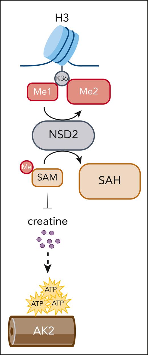 NSD2 converts SAM to SAH to globally dimethylate H3K36, impairing SAM-dependent creatine biosynthesis. Creatine deficiency, in turn, creates a reliance on AK2-facilitated mitochondrial adenosine triphosphate distribution. AK2, adenylate kinase 2; SAH, S-adenosylhomocysteine.