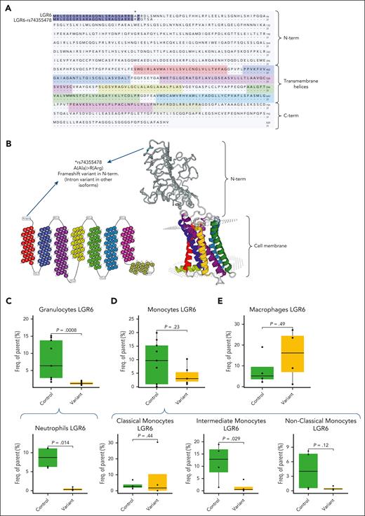 The LGR6 frameshift variant is linked with low levels of LGR6 expression. (A) Alignment of the protein sequence between LGR6 with or without the rs74355478 variant. Dark purple sequences indicate the aligned amino acids, whereas the asterisk (∗) represents the site where an alanine (A) is replaced by an arginine (R) leading to a frameshift mutation and generating a premature stop codon. The secondary structures of LGR6 are indicated in the protein sequence, and the colors represent the different transmembrane helices. (B) Secondary (left) and 3-dimensional (right) structure of LGR6. Colors indicate the different transmembrane helices of LGR6, whereas the arrows point to the location of the single nucleotide polymorphism (SNP). LGR6 expression in granulocytes (C, top) and monocytes (D, top) from participants with the rs74355478 variant in LGR6 (variant group) and controls (control group) was evaluated using flow cytometry and fluorescently conjugated antibodies to this receptor. To assess the LGR6 expression of neutrophils (C, bottom) and different monocyte subsets (D, bottom), whole blood from participants was incubated with antibodies against lineage markers to identify neutrophils (CD16+), classical (CD14++CD16+), intermediate (CD14++CD16++), and nonclassical (CD14+CD16++) monocytes, and the expression of the receptor was evaluated using antibodies against LGR6. (E) Monocytes were isolated from whole blood of participants from the variant and control groups and differentiated into monocyte-derived macrophages using granulocyte-macrophage colony-stimulating factor. On day 7, cells were lifted, and the expression of LGR6 was evaluated using fluorescently conjugated antibodies to this receptor. Statistical differences between variant and control groups were determined using the 1-tailed Mann-Whitney test, and P values are displayed. For panels C-D (top), results are representative of 7 for variants and 9 for controls. For panels C-D (bottom) and E, results are representative of 4 for variants and 4 for controls.