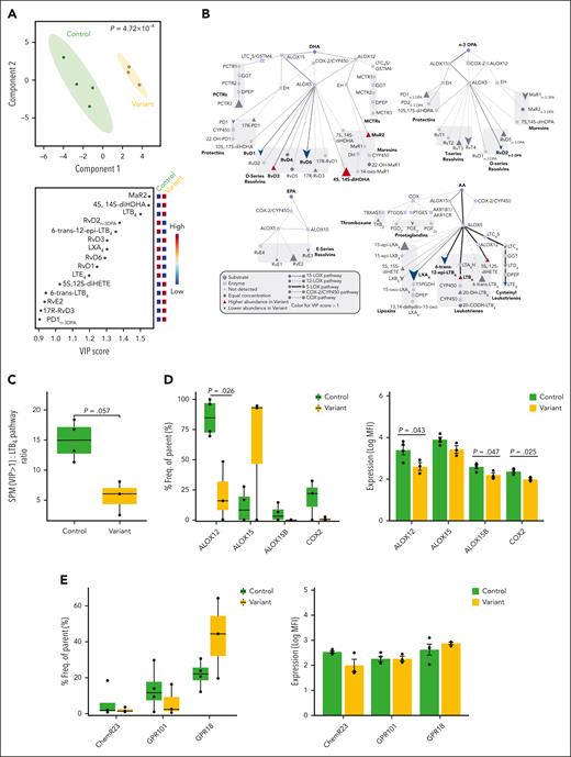 Loss of LGR6 is linked with a shift in the lipid mediator profiles and a decrease in ALOX12 levels in neutrophils. (A-B) Neutrophils from participants with the rs74355478 variant in LGR6 (variant group) and controls (control group) were isolated from whole blood and incubated with PBS. After incubation, the supernatant was collected, and lipid mediator concentrations were established using LC-MS/MS–based lipid mediator profiling. (A) PLS-DA analysis of lipid mediator concentrations of neutrophils from the variant and control groups; 2-dimensional score plot with circles representing the 95% confidence regions (top); VIP scores of the lipid mediators with the greatest differences in concentration between the groups (bottom). The P values were calculated using the Hotelling T2 test using the first principal component of PLS-DA. (B) Pathway analysis for the differential expression of lipid mediators from the docosahexaenoic acid (DHA), n-3 docosapentaenoic acid (n-3 DPA), eicosapentaenoic acid (EPA), and arachidonic acid (AA) bioactive metabolomes in variant compared with control. Highlighted pathways represent lipid mediators with VIP score >1 in PLS-DA. Red and blue nodes indicate higher or lower concentrations of the lipid mediator, respectively, in the variant group. (C) Ratio of SPM that were found to be differentially expressed in the incubations in panels A-B (ie, VIP >1) to LTB4 pathway (ie, LTB4, 20-OH-LTB4, and 20-COOH-LTB4). (D-E) Whole blood from participants from the variant and control groups was incubated with antibodies against lineage markers to identify neutrophils (CD16+). The expression of lipid mediator biosynthetic enzymes (D) and SPM receptors (E) was evaluated using flow cytometry and fluorescently conjugated antibodies to these proteins; whisker plots representing the number of neutrophils expressing enzymes (D) or receptors (E) (left); bar plots displaying the expression in neutrophils of enzymes (D) or receptors (E) represented as the logarithm (log) of the median fluorescence intensity (MFI; right). Statistical differences between variant and control were determined using the Mann-Whitney test (Student t test for log normalized MFI, after normality check using Shapiro test), and P values are displayed. Results are representative of 3 for variants and 4 for controls (except for COX-2, in which 3 were for controls, due to technical issues). PBS, phosphate-buffered saline.