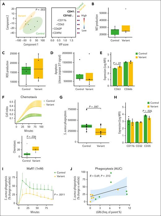 Neutrophils from volunteers with the rs74355478 variant display an increased expression of activation markers and decreased phagocytic activity. (A) Whole blood from participants with the rs74355478 variant in LGR6 (variant group) and controls (control group) was incubated with antibodies against lineage markers to identify neutrophils (CD16+) and the expression of activation markers was determined using flow cytometry and fluorescently conjugated antibodies to these proteins. PLS-DA analysis (left) and VIP scores (right) based on circulating phagocyte activation markers in neutrophils. (B-H) Neutrophils from participants from the variant and control groups were isolated from whole blood and functional assays were performed. (B) Neutrophils were incubated with interleukin-1β (IL-1β; 50 ng/mL) and SYTOX Green, and the neutrophil extracellular traps (NETs) production was measured as the fluorescence intensity after 2 hours of incubation. (C) Neutrophils were incubated with N-formylmethionyl-leucyl-phenylalanine (fMLP; 1 μM) and CellROX Green Reagent. After 1-hour, reactive oxygen species (ROS) production was evaluated as the intensity of the CellROX Green signal. (D) The induction of neutrophil apoptosis was evaluated using IncuCyte Caspase-3/7 reagents (Sartorius) and 1 μg/mL Hoechst 33342. Results are expressed as the area under the curve (AUC) of the increase in increased fluorescence (associated with cleaved caspase 3/7) over time divided by the number of cells. (E) Neutrophil granule mobilization was evaluated by measuring the expression of CD63 and CD66b after incubation with fMLP (1 μM) using flow cytometry. Results are expressed as the log of the MFI. (F) Chemotaxis assay was measured by adding neutrophils to the top chamber of a CIM-Plate 16 on an xCELLigence Dual Purpose (DP) system and measuring in real-time the migration toward fMLP (1 μM) by analyzing changes in impedance; normalized cell index time course (top); AUC of the migration of neutrophils over time in the variant and control groups (bottom). (G) Neutrophil phagocytosis was determined by incubating cells with pHrodo Green Staphylococcus aureus BioParticles and assessing fluorescence accumulation in the phago-lysosomes in real-time using high-content imaging. S aureus phagocytosis is expressed as the AUC of the increase in pHrodo Green signal over time divided by the number of cells in the variant and control groups. (H) Expression of the phagocytosis receptors CD11b, CD32, and CD35 in neutrophils was evaluated using flow cytometry. Results are expressed as log MFI. (I-J) Neutrophils were incubated with 1 nM of MaR1 or vehicle (0.001%-0.01% ethanol) for 15 minutes followed by pHrodo Green S aureus BioParticles, and phagocytosis was assessed. (I) Time course of S aureus phagocytosis (expressed as the percentage of change from the vehicle) of neutrophils when incubated with MaR1. Statistical differences between the time course of phagocytosis between variant and control groups were evaluated using rank-transformed data (to meet normality assumption) and 2-way analysis of variance. (J) Spearman correlation analysis comparing LGR6 expression (percentage of cells expressing the receptor) against S aureus phagocytosis (AUC of the percentage of change from the vehicle over time). Yellow and green dots represent participants with or without the LGR6 frameshift variant, respectively; and the light blue background indicates a confidence interval of 95%. R and P values of the correlation are displayed. Statistical differences between variant and control were determined using 1-tailed Mann-Whitney test (2-tailed Student t test for log normalized MFI, after normality check using Shapiro test), and P values are displayed. For panel A, results are representative of 3 for variants and 4 for controls. For panels B-D, results are representative of 4 for variants and 4 for controls. For panels E,H, results are representative of 4 for variants and 5 for controls (except for CD11b, in which 3 were for variants and 4 for controls, due to technical issues). For panel F, results are representative of 4 for variants and 7 for controls. For panel G, results are representative of 7 for variants and 8 for controls. For panels I-J, results are representative of 6 for variants and 6 for controls.
