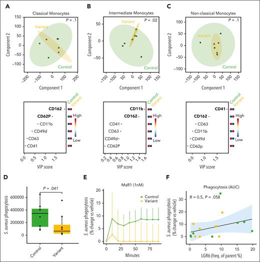 Dysregulated activation status and phagocytic activity in monocytes from participants with the LGR6 frameshift variant. Whole blood from participants from the variant (LGR6 variant) and control groups was incubated with antibodies against lineage markers to identify classical (A; CD14++CD16+), intermediate (B; CD14++CD16++) and nonclassical (C; CD14+CD16++) monocytes, and the expression of activation markers was determined using flow cytometry and fluorescently conjugated antibodies to these proteins. PLS-DA analysis (top) and VIP scores (bottom) based on circulating phagocyte activation markers in monocytes. (D) Monocytes from participants from the variant and control groups were isolated from whole blood and incubated with pHrodo Green S aureus BioParticles, and phagocytosis was assessed in real-time using high-content imaging. S aureus phagocytosis is expressed as the AUC of the increase in pHrodo Green signal over time divided by the number of cells. (E-F) Monocytes were incubated with 1 nM of MaR1 or vehicle (0.001%-0.01% ethanol) for 15 minutes followed by pHrodo Green S aureus BioParticles, and phagocytosis was assessed. (E) Time course of S aureus phagocytosis (expressed as the percentage of change from the vehicle) of monocytes when incubated with MaR1. (F) Spearman correlation analysis comparing LGR6 expression (percentage of cells expressing the receptor) against S aureus phagocytosis (AUC of the percentage of change from the vehicle over time). Yellow and green dots represent participants with or without the LGR6 frameshift variant, respectively; and the light blue background indicates a confidence interval of 95%. R and P values of the correlation are displayed. Statistical differences between variant and control were determined using the 1-tailed Mann-Whitney test, and P values are displayed. For panels A-C, results are representative of 3 for variants and 4 for controls. For panel D, results are representative of 8 for variants and 8 for controls. For panels E-F, results are representative of 7 for variants and 8 for controls.