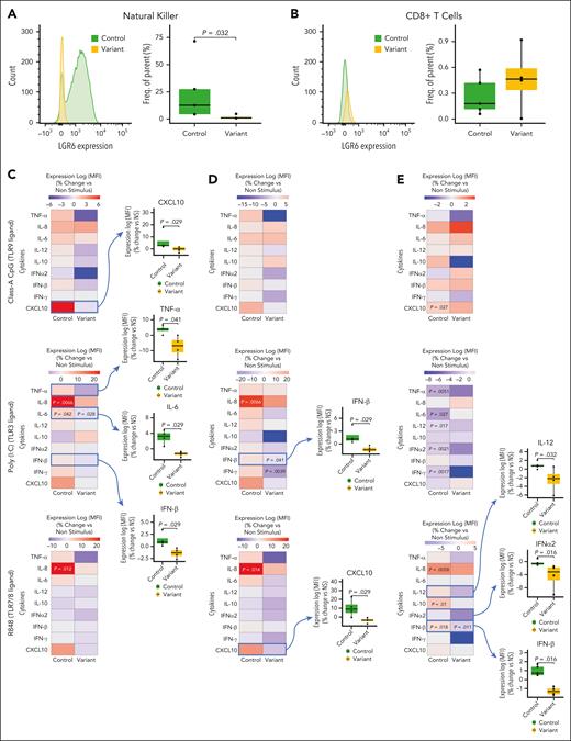 Dysregulated antiviral immune response in NK cells, CD8+ T cells, and neutrophils in participants with the LGR6 variant. (A-B) Whole blood from participants with the rs74355478 variant in LGR6 (variant group) and controls (control group) was incubated with antibodies against lineage markers to identify NKs (A; CD3–CD56+) and CD8+ T cells (C; CD3+CD8+), and the LGR6 expression was determined using flow cytometry and fluorescently conjugated antibody against this receptor; histogram of the expression of LGR6 (left); whisker plots representing the number of cells expressing LGR6 (right). NK (C), CD8+ T cells (D), and neutrophils (E) from participants from the variant and control groups were isolated from whole blood and incubated with various TLR agonists to elicit an antiviral response. Cytokine expression was assessed using flow cytometry with fluorescently conjugated antibodies targeting these proteins. Cells were incubated with class-A CpG (top; TLR9 ligand), Poly (I:C) (middle; TLR3 ligand), R848 (bottom; TLR7/8 ligand) or nonstimulus (NS; vehicle). The colored heat map presents changes in cytokine expression, expressed as the percentage of change of the log of the MFI, between stimulated and NS cells within the same group (left); significant differences from NS controls are denoted in the heat maps; whisker plots depict statistically significant differences in cytokine expression (percentage of change of log MFI against the NS) between the variant and control groups (right). Statistical differences were determined using the Mann-Whitney test (Student t test for log normalized MFI, after normality check using Shapiro test), and P values are displayed. Results are representative of 4 for variants and 5 for controls.
