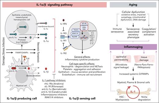 IL-1α/β signaling pathway as a driver of inflammaging. Left panel depicts the IL-1α/β signaling pathway: IL-1α is produced as a precursor protein (pro–IL-1α), which is constitutively expressed in multiple cell types (eg, keratinocytes, fibroblasts, and endothelial and epithelial cells) and shuttles between cytoplasm and nucleus, in which it acts as a transcription factor, functionally implicated in proliferation, senescence, and apoptosis. Upon cellular necrosis, cytoplasmatic pro–IL-1α is released together with cell contents acting as an “alarmin” in surrounding cells. Under inflammatory conditions, pro–IL-1α is cleaved into mature IL-1α that signals either as an extracellular or as a membrane bound molecule. IL-1β is primarily produced by myeloid cells in a precursor form. Upon danger/pathogen-associated molecular pattern (D/PAMP) recognition by pattern recognition receptors and downstream inflammasome-mediated proteolytic activation, pro-IL-1β matures into IL-1β. Secretion of IL-1β can occur via active secretion or via increased cellular permeability once cells go into pyroptosis. IL-1 engagement with IL-1R1/3 leads to downstream pathway activation, which can be prevented by naturally occurring inhibitors like soluble IL-1R1 antagonist (IL-1RN) and antagonistic receptor (IL-1R2, which lacks an intracellular signaling domain). IL-1 pathway inhibiting drugs are depicted. Recombinant human IL-1Ra (anakinra) targets both IL-1α and IL-1β, as does the soluble IL-1R (rilonacept). Neutralizing antibodies selectively target IL-1α (bermekimab) or IL-1β (canakinumab). General and cell-type specific effects of IL-1 signaling pathway activation are indicated. IL-1 pathway targeting compounds are indicated. Right panel depicts the interplay between aging, inflammaging and IL-1 signaling in the BM. Age associated molecular alterations result in the indicated cellular dysfunctions, which converge in inducing inflammaging. Inflammaging leads to multiple tissue alterations that result in D/PAMP production. D/PAMPs are sensed in the BM by myeloid, plasma, and stromal cells leading to increased IL-1 production, which, in turn, is sensed by niche cells and HSCs, triggering niche degradation and myelopoiesis, respectively. This cycle amplifies the local amounts of IL-1, leading in the long term to increased inflammatory burden, further amplifying the initial inflammaging levels.