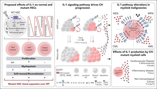 IL-1 signaling pathway as a driver of CH and myeloid malignancy. The left panel depicts the proposed effects of IL-1 on normal and mutant HSCs: the top scheme depicts how WT HSCs respond to IL-1 stimulation. IL-1 exposure levels determine different cellular outcomes. Higher IL-1 exposure results in increased PU.1 levels, decreased proliferation, increased myelopoiesis, and decreased self-renewal. The lower scheme depicts the effects of high IL-1 exposure on Tet2-, Jak2-, and Cepba-mutant HSCs, compared with the effect observed in WT HSCs. “+” indicates a stronger effect in mutant compared with WT. “–” indicates a weaker effect in mutant compared with WT. The central panel depicts how the IL-1 signaling pathway drives CH progression via a self-sustaining feedback loop. Increased IL-1 levels, derived from aged CH-mutant mature myeloid cells, act directly on HSPCs favoring CH-mutant HSPC expansion (circular arrows) and multilineage differentiation (linear arrows) over WT HSPCs. The right upper panel depicts the IL-1 pathway alterations in myeloid malignancies: HSPCs from patients with MDS show increased expression of IL-1β, IL-1R3, and IRAK1. Patients with MPNs have increased levels of IL-1α, IL-1β, and IL-1RN and surface expression of IL-1R1/3 on HSCPs. Patients with CML show increased levels of IL-1β and surface expression of IL-1R3 on HSCPs. Increased levels of IL-1β and IL-1R3 surface expression in blasts associates with poorer survival in patients with AML. Increased IL-1 signaling leads to increased proliferation and survival in HSPCs/blasts from these myeloid malignancies. The right lower panel depicts the nonhematological effects of IL-1 production by CH-mutant myeloid cells: increased IL-1 levels in individuals with CH associate with cardiovascular disease, gout, and potentially with lung and other cancer incidence. FLT3, fms-like tyrosine kinase 3; SCF, stem cell factor.