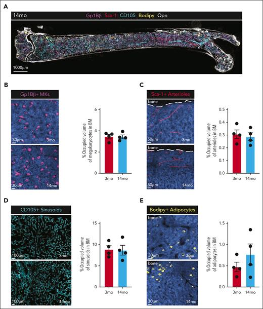 Histological assessment of the BM microenvironment in MA mice. (A) Representative 5-color immunostaining of a longitudinal tissue-wide volumetric section from a MA mouse femur (220 μm) stained for Gp1Bβ-680 (MK), Sca1-488 (arterioles), CD105-555 (sinusoids), Opn-800 (extracellular matrix), BODIPY(adipocytes), and DAPI. (B) Representative images of megakaryocytes (Gp1Bβ+) in young (2 months) and MA (14 months) mouse femurs (left) and quantitation of occupied volume (right). (C) Representative images of arterioles (Sca1+) in young (2 months) and MA (14 months) mouse femurs (left) and quantitation of occupied volume (right). (D) Representative images of sinusoids (CD105+) in young (2 months) and MA (14 months) mouse femurs (left) and quantitation of occupied volume (right). (E) Representative images of adipocytes (BODIPY+) in young (2 months) and MA (14 months) mouse femurs (left) and quantitation of occupied volume (right). (B-E) Dots represent individual mice (n = 4). MA, middle-aged; MK, megakaryocytes.