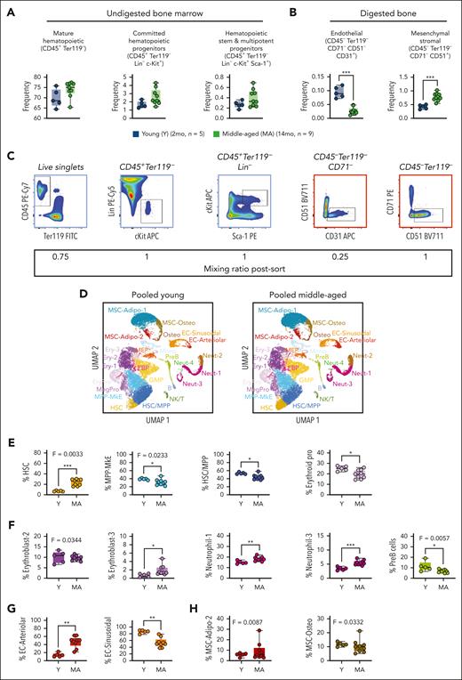 scRNA-seq of hematopoietic and nonhematopoietic fractions of the BM from young and MA mice. (A-B) Cell surface marker definitions (top) and cell frequency (bottom) in the BM of young (2 months; n = 5) and MA (14 months, n = 9) female C57BL/6J mice. (C) Representative flow cytometry gating for isolation of cell populations from young and MA mice (top) and ratio at which sorted populations were mixed for scRNA-seq (bottom). (D) UMAP projection of pooled data from a subset of young (n = 4; 22 328 cells) and MA (n = 4; 23 093 cells) mice with annotated cell populations denoted by different colors. (E) Frequency and variance of hematopoietic stem and progenitor cell populations in young and MA mice identified by cluster annotation. (F) Frequency and variance of mature hematopoietic cell populations in young and MA mice identified by cluster annotation. (G) Frequency and variance of endothelial cell populations in young and MA mice identified by cluster annotation. (H) Frequency and variance of mesenchymal cell populations in young and MA mice identified by cluster annotation. (E-H) Dots represent individual mice. P values were calculated by unpaired t test and F test to compare variances. ∗P < .01; ∗∗P < .001; ∗∗∗P < .0001.