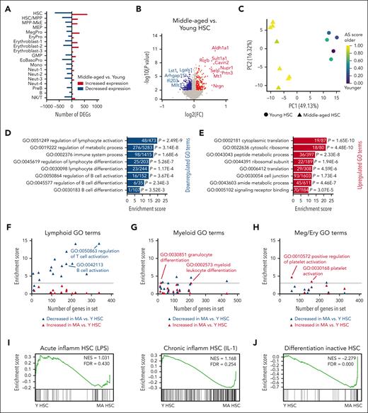 Decline in lymphoid signatures and increased differentiation-inactive signatures in HSCs in MA mice. (A) Bar graph representing the number of differentially expressed genes (DEGs) increased (red) and decreased (blue) in hematopoietic cell types in pooled data from MA vs young mice. (B) Volcano plot of DEGs in MA vs young HSCs. Significant differences (P < .01) are indicated by colored dots (increased expression in red and decreased expression in blue). (C) Principal component analysis of HSCs from young (circles) and MA (triangles) individual mice based on a defined HSC AS.36 Colors represent AS score from low (purple) to high (yellow). (D) Enrichment score of top GO terms in genes significantly decreased in expression in MA vs young HSCs. Numbers within the bars indicate genes significantly decreased in expression out of total genes represented in the GO term. (E) Enrichment score of top GO terms in genes increased in MA vs young HSCs. Numbers within the bars indicate genes significantly increased in expression out of total genes represented in the GO term. (F-H) Enrichment score of (F) lymphoid, B-cell, and T-cell relevant GO terms, (G) myeloid-relevant GO terms, and (H) MK/erythroid-relevant GO terms in genes decreased (blue) and increased (red) in expression in MA vs young HSCs plotted against the number of genes in the GO term. The dotted horizontal lines indicate a threshold for significance of enrichment at P < .05. Each triangle represents 1 GO term. Complete data with significance testing can be found in supplemental Table 2. (I) Gene set enrichment analysis (GSEA) of signatures representing (left) LPS-induced acute inflammation in HSCs28 and (right) IL-1-induced chronic inflammation in HSCs30 in young vs MA HSCs in our data set. (J) GSEA of a differentiation-inactive HSC signature30 in young vs MA HSCs. AS, aging signature; GMP, granulocyte macrophage progenitor; NK, natural killer, Y, young.