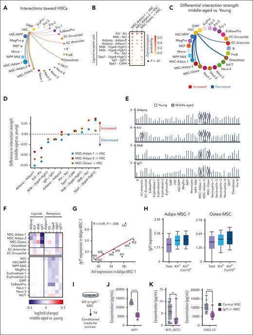 Reduced engagement of ADIPOQ, KITL, and IGF1 signaling from MSCs to HSCs is predicted to sustain transcriptional changes in MA HSCs. (A) Predicted communication network to HSCs coming from all sampled BM cell types in young mice. Circle size and line weight represent the strength of the connection predicted by CellChat and color represents each cell type. (B) Ligand-receptor pairs with significant communication probability from MSCs (MSC-Adipo-1, MSC-Adipo-2, and MSC-Osteo) to HSCs in young mice. A 1-sided permutation test was used to compute P value. (C) Differential strength of the communication network to HSCs in MA mice. Red lines denote increased interaction strength and blue lines denote decreased interaction strength. Line weight represents the degree of difference between MA and young mice. (D) Differential strength of ligand-receptor interactions from MSCs to HSCs in MA compared with young mice. Dotted line denotes zero (no difference in interaction strength). (E) Expression of Adipoq, Kitl, Mdk, and Igf1 in hematopoietic and nonhematopoietic cell clusters in pooled young mice (white) and MA mice (grey). (F) Heat map representing differences in transcript expression of ligands and receptors in MA vs young hematopoietic and nonhematopoietic cell clusters. (G) Correlation between Igf1 expression and Kitl expression in Adipo-MSC-1 in individual MA mice. Each dot represents 1 mouse. Pearson correlation, nominal P values. (H) Expression of Igf1 in (left) Adipo-MSC-1, Kitlhi Adipo-MSC-1, and KitlhiCxcl12hi Adipo-MSC-1 and (right) Osteo-MSC-1, Kitlhi Osteo-MSC-1, and Kitlhi Cxcl12hi Osteo-MSC-1. (I) Experimental design to analyze CM from young (2 months) Igf1–/– and control MSCs. (J) Concentration of IGF1 in CM from control (n = 20 individual wells treated with 4-OHT isolated from 3 individual mice) and Igf1–/– (n = 15 individual wells treated with 4-OHT isolated from 3 individual mice) MSCs. (K) Concentration of KITL (left) and CXCL12 (right) in CM from control and Igf1–/– MSCs. 4-OHT, 4-hydroxytamoxifen; GMP, granulocyte macrophage progenitor; NK, natural killer; WT, wild type.
