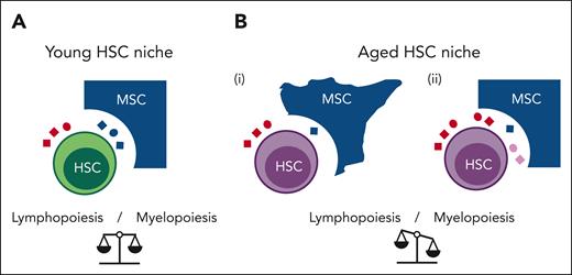 Age-related impairment in cell-cell communication in the HSC niche correlates with a decrease in lymphoid differentiation of HSCs. (A) In the young HSC niche, HSCs receive signals from MSCs (blue ligands) and from the blood (red ligands). (B) In the aged HSC niche, HSC-MSC ligand-receptor interactions are impaired. These impairments may be induced by: (i) cell intrinsic changes in MSCs (aged cell morphology), leading to reduced secretion of MSC-derived ligands (blue ligands); or (ii) changes in signaling factors that enter the niche from the blood (red ligands) and/or by retrograde signaling from the aged HSCs (pink ligands), thereby perturbing signaling from MSC-derived ligands to HSCs.