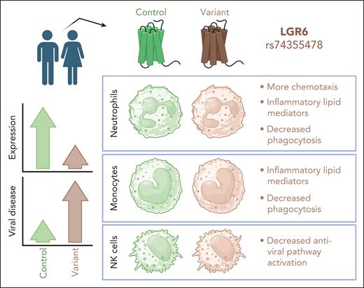 The rs74355478 variant of the G protein-coupled receptor LGR6 reduces receptor expression on human neutrophils, monocytes, and NK cells. This is associated with variations in cellular phenotype and function across the 3 cell types, when studied ex vivo. On a population level, the variant appears to associate with increased risk for viral disease. Figure created with BioRender.com.