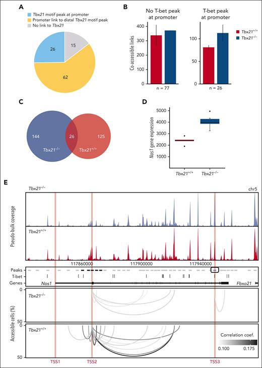 T-bet regulates gene transcription mainly via distal chromatin coaccessibility in CLL cells. (A) T-bet–mediated regulation of T-bet-dependent genes. Promoter with an ATAC peak containing a T-bet binding motif, blue; coaccessible link of the promoter to the distal T-bet peak within 1 Mb, yellow; no link to the T-bet motif peak, gray. (B) Number of coaccessible links from T-bet–dependent gene promoters without (left) or with (right) ATAC peak with T-bet binding motif within a 1 Mb window in Tbx21–/– and Tbx21+/+ TCL1 cells. Whiskers represent the standard error of biological replicates (n = 2). (C) Overlap of coaccessible links from T-bet–dependent genes with distal T-bet peaks within 100 kb in Tbx21–/– and Tbx21+/+ TCL1 cells. The coaccessible links from the biological replicates were merged. (D) Gene expression of Nos1 in Tbx21–/– (n = 6) and Tbx21+/+ TCL1 cells (n = 5) from bulk RNA-seq data. (E) Coaccessibility in Tbx21–/– and Tbx21+/+ TCL1 cells at the T-bet-dependent gene Nos1 region. Browser tracks and coaccessible links from the biological replicates were merged. Top: browser tracks of pseudobulk chromatin accessibility from single cells. Middle: 2 kb regions around peaks from pseudobulk chromatin accessibility with no accessibility change (gray), significantly higher accessibility in Tbx21+/+ TCL1 cells (black), and significantly higher accessibility in Tbx21–/– TCL1 cells (blue); T-bet binding motif positions and gene annotation in black. Bottom: coaccessible links between peaks at Nos1 promoters and distal peaks in Tbx21–/– and Tbx21+/+ TCL1 cells. Promoters of Nos1 (1 kb around the TSS1-3) are marked in red.