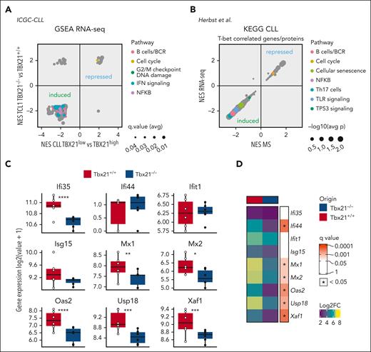 T-bet is required for interferon signaling in CLL cells. (A) GSEA of RNA-seq of Tbx21–/– (n = 6) vs Tbx21+/+ (n = 6) TCL1 cells and TBX21low vs TBX21high CLL cells was performed, and commonly regulated gene sets are depicted. (B) KEGG pathway analysis of RNA-seq and MS data of T-betlow vs T-bethigh CLL cells. (C) Basal expression of ISGs in Tbx21–/– compared with Tbx21+/+ TCL1 cells, as analyzed by RNA-seq. (D) Purified Tbx21–/– and Tbx21+/+ TCL1 cells were stimulated in vitro with IFNβ. Log2FC of ISG expression in comparison with the medium control, as analyzed by quantitative reverse transcription polymerase chain reaction. P values were obtained by multiple t tests and controlling the FDR using the BH method. NES, normalized enrichment score. ∗P ≤ .05; ∗∗P < .01; ∗∗∗P < .001; ∗∗∗∗P < .0001.