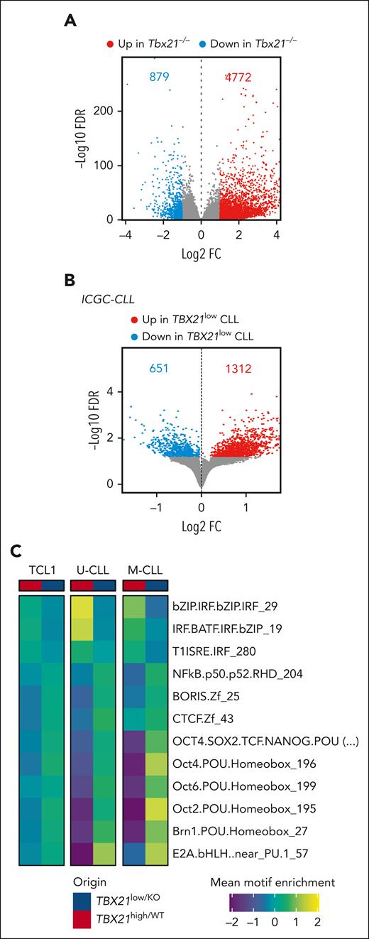 T-bet acts as a silencing TF in CLL cells. (A-B) Differential chromatin accessibility in (A) Tbx21–/– vs Tbx21+/+ TCL1 cells analyzed by scATAC-seq and (B) TBX21low vs TBX21high CLL cells analyzed by ATAC-seq (FDR 0.05). The numbers of up- and downregulated peaks are indicated. (C) Motif enrichment analysis of the ATAC-seq data was performed individually for U-CLL, M-CLL, and TCL1 cells. Commonly enriched motifs are displayed.