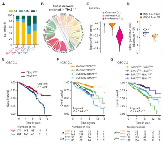 T-bet represses cell cycling in CLL cells and predicts a good outcome. (A) scRNA-seq of Tbx21–/– and Tbx21+/+ TCL1 cells was performed and single cells were annotated according to their cell cycle phase. (B) Phospho-specific MS analysis of Tbx21–/– and Tbx21+/+ TCL1 cells was performed and kinase networks enriched in Tbx21–/– TCL1 cells are displayed. (C) The T-bet activity score based on repressed genes was calculated from scRNA-seq data of CLL lymph node samples annotated according to their proliferation status. (D) MEC-1 cell lines with inducible overexpression of T-bet or green fluorescent protein (GFP) as control were generated. Using doxycycline, overexpression was induced and expansion of GFP+ control cells and T-bet-overexpressing MEC-1 cells was analyzed using the CellTiter Glo proliferation assay (n = 4 biological replicates á 3 technical replicates). P values were obtained by unpaired t test of the means of biological replicates. (E-G) RNA-seq of patient samples with CLL was performed at diagnosis. Patients with CLL were stratified according to TBX21 mRNA abundance using the maximally selected rank statistics-based cutoff. (E) The OS of TBX21high vs TBX21low patients with CLL was analyzed. (F) Patients with CLL were stratified according to TBX21 mRNA abundance using the maximally selected rank statistics-based cutoff and their IGHV mutational status (M = mutated vs UM = unmutated). The OS of M-TBX21high, M-TBX21low, UM-TBX21high, and UM-TBX21low patients with CLL was analyzed. (G) Patients with CLL were stratified according to TBX21 mRNA abundance using the maximally selected rank and statistics-based cutoff and their ZAP70 gene expression level (ZAP70high vs ZAP70low). The OS of ZAP70high-TBX21high, ZAP70high-TBX21low, ZAP70low-TBX21high, and ZAP70low-TBX21low patients with CLL was analyzed. P values were obtained by log-rank testing. mRNA, messenger RNA. ∗P ≤ .05.