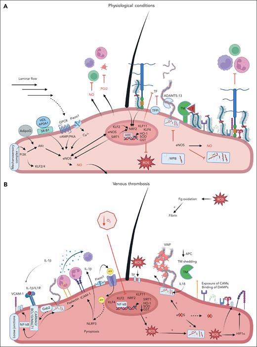 EC quiescence and its dysfunction in VT. (A) Under physiological conditions, laminar flow maintains EC quiescence by releasing NO and PGI2. The antithrombotic phenotype of the ECs is supported by activating protein C and NO biosynthesis stimulated through multiple pathways including AdipoQ and HDL/apoA–SR-BI, and mechanosensors through PI3K/Akt-, cAMP-, and PKA-dependent eNOS activation. eNOS activation, supported by SIRT1, inhibits WPB release. Transcription factors KLF2, KLF4, KLF11, and NRF2 support the transcription of cytoprotective and antioxidant molecules (eg, HO-1, SOD, and GST), which inhibit ROS. KLF11 inhibits the expression of TF. Cilium and the glycocalyx induce NRF2 expression and protect the endothelial surface by masking adhesion molecules and limiting immune cell adhesion. VWF multimers are rapidly cleaved by ADAMTS-13, limiting its thrombotic functions. In the VT setting (B), hypoxia (low O2) favors a proinflammatory and prothrombotic environment. Hypoxia inhibits NRF2, KLF2, and other cytoprotective molecules and increases ROS generation. Hypoxia and ROS increase the degradation of the glycocalyx, thrombomodulin shedding, and CAM exposure, favoring immune cell recruitment. Hypoxia and ROS also upregulate receptors for DAMPs and promote cell activation. ROS induce fibrinogen oxidation, which potentiates fibrin generation. Reduction of eNOS supports WPB release including VWF and P-selectin, supporting cell recruitment. Piezo1 activation stimulates ATP production and entry, activation of NLRP3 assembly, pyroptosis, and release of IL-1β. IL-1β, activated and secreted by NLRP3 inflammasome, promotes VWB release and expression of CAMs. Gab-2 supports IL-1β–induced WPB release through the CARMA3–BCL10–MALT1 signalosome, NF-κB activation, neutrophil adhesion, and TF expression. ADAMTS13, a disintegrin and metalloproteinase with a thrombospondin type 1 motif, member 13; adipoQ, adiponectin; APC, activated protein C; apo-AI, apolipoprotein-AI; Ca2+, calcium; CAMs, nuclear cell adhesion molecules; Fg, fibrinogen; Gab2, Grb2-associated binder 2; GPCR, G-protein coupled receptor; GST, glutathione S-transferase; HDL, high-density lipoprotein; HO-1 heme-oxygenase-1; ICAM-1, intercellular adhesion molecule 1; IL1R, interleukin-1 receptor; PGI2, prostacyclin; PI3K, phosphoinositide 3-kinase; SR-B1, scavenger receptor class B type I; T, thrombin; TFP1, tissue factor pathway inhibitor; TM, thrombomodulin; VCAM-1, vascular cell adhesion molecule 1. Figure created with BioRender.com.