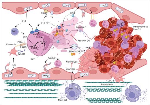 Cooperation between immune cells and factors in VT. In the VT setting, the release of WPBs, the expression of cell adhesion molecules, and inflammasome activation initiate thrombosis. MC degranulation supports VT, at least in part, through MC-derived chymase. The upregulation of podoplanin in the IVC triggers VT through CLEC-2 on platelets. Complement system components C3 and C5 activation supports platelet and neutrophil recruitment. Activated platelets support NETosis through HMGB1-RAGE and P-selectin–PSGL-1 leading to PAD4-dependent release of NETs. NLRP3 activation in neutrophils can be triggered by different mechanisms including SYK and PAD4 axis. NLRP3 activation leads to GDD pore formation and release of IL-1β and IL-18. IL-18 supports NK cell recruitment, release of IFN-γ, and NETosis. Platelet NLRP3 is also activated in VT. NET-associated histones and S100A8/A9 support thrombosis. Hypoxia inside thrombus induces HIF-1α in neutrophils and supports NETosis. AD-1 makes fibrin fibers thicker and protected from fibrinolysis. IL-17 activates ECs and neutrophils and promotes NETosis. Conversely, resolvin D4 prevents thrombus propagation. CAMs, cell adhesion molecules; CLEC-2, C-type lectin like-receptor 2; DPPI, dipeptidyl peptidase I; H3/4, histone H3 and H4. Figure created with BioRender.com.