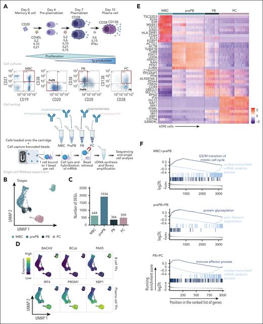 Single-cell transcriptomics analysis of MBCs, prePBs, plasmablasts and PCs during B to PC differentiation. (A) Schematic representation of the in vitro model of B to PC differentiation. MBCs from human peripheral blood were purified and cultured with activating molecules, sCD40L and oligodeoxynucleotides, and cytokines, IL-2, IL-10, and IL-21 to obtain prePBs at day 4. Cells were then cultured with IL-2, IL-6, IL-10, IL-15, and IL-21 cytokines to obtain PBs at day 7. Finally, PBs were cultured with IL-6, IL-15, and IFNα until day 10 to obtain PCs. Flow cytometry gating of CD19+/CD27+ MBCs at day 0, CD20−/CD38− prePBs at day 4, CD20−/CD38+ PBs at day 7 and CD38+/CD138+ PCs at day 10. Schematic representation of the BD Rhapsody single-cell analysis system used in this study. MBC, prePB, PB, and PC were thawed and tagged with 4 different tags to associate, after sequencing, each read to 1 stage. The 4 populations (almost 10 000 cells) were pooled and loaded onto a cartridge composed of more than 200 000 wells. Unique barcoded beads were added in excess and after washing, each cell was associated to a unique bead, allowing the association of each read to a unique cell. Then, cells were lysed and messenger RNA (mRNA) was hybridized on the beads. To finish, beads were recovered to synthetize complementary DNA and amplify libraries prior to sequence. (B) UMAP representation of the 4 stages identified using tags and demultiplexing. (C) Number of positive differentially expressed genes identified for the 4 stages using pairwise comparisons (one stage vs all other cells). (D) mRNA expression of B-cell TFs: BACH2, BCL6 and PX5; and PC TFs: IRF4, PRDM1 and XBP1. (E) Heat map of the top 10 genes upregulated of each stage. (F) Gene ontology enrichment analysis showing both pathways enriched in upregulated and downregulated genes during transitions: from MBC to prePB, from prePB to PB and from PB to PC.