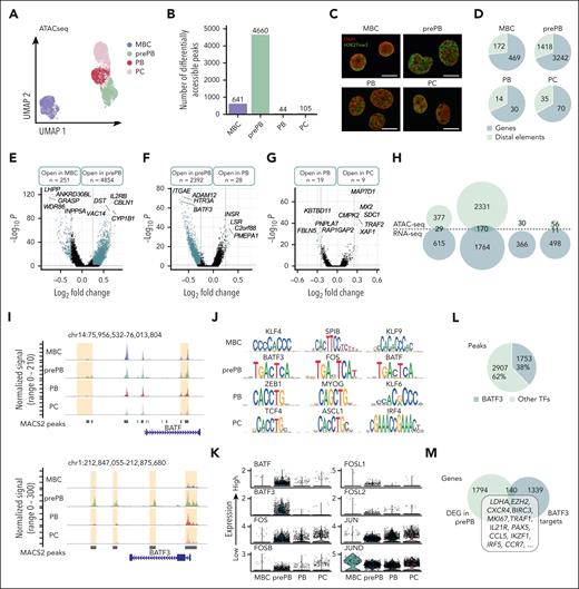 Single-cell chromatin accessibility of MBCs, prePBs, plasmablasts, and PCs during B to PC differentiation. (A) UMAP representation of the 4 stages analyzed separately and then merged together. Peaks detected with MACS2 peak calling were used for UMAP representation. (B) Number of differentially accessible peaks identified for the 4 stages using pairwise comparisons (one stage vs all other cells). (C) Cells were fixed with 4% paraformaldehyde for 10 minutes at different time points: MBCs (day 0), PrePBs (day 4), PBs (day 7), and PCs (day 10). Immunofluorescence to detect H3K27me3 levels (green) was performed with an anti-H3K27me3 antibody. DNA was stained with DAPI (4′,6-diamidino-2-phenylindole) (red). Scale bar, 10 μm. (D) Proportion of peaks localized on genes (in blue) and distal elements (in green) for each stage. (E-G) Volcano plots of differentially accessible peaks identified during transitions: from MBC to prePB, from prePB to PB, and from PB to PC, respectively. Peaks identified as significantly accessible were colored in blue (P value <.05 and log2(fold change) > 0.25). (H) Venn diagrams representing genes that were upregulated in RNA-seq data set (in blue) and/or associated with more open chromatin in ATAC-seq data set (in green). (I) Peak tracks of BATF and BATF3 revealing differentially accessible peaks on BATF and BATF3 genes and on distal elements. (J) TF motif enrichment of differentially accessible peaks for each stage. (K) mRNA expression of TFs belonging to the AP-1 family in the 4 stages using the RNA-seq data set. (L) Proportion of differentially accessible peaks in the prePB stage enriched in BATF3 motif. (M) Venn diagram of the number of genes upregulated in the prePB stage identified using the RNA-seq data set and the number of genes associated with a more open chromatin enriched in BATF3 motif identified using ATAC-seq data set. Common genes represented potential BATF3 targets.