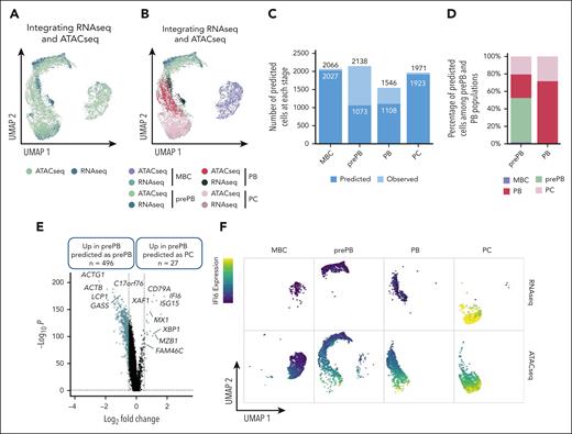 Integration of scRNA-seq and scATAC-seq data sets. (A-B) UMAP representation of scRNA-seq and scATAC-seq merged data set. First, using the top 50 differentially expressed genes of each stage from the scRNA-seq data set and the number of reads within genes of interest from the scATACseq data set, a gene activity matrix was calculated for scATAC-seq data set to find and set anchors. Gene expression values of scATAC-seq data set were predicted using the global gene expression values of scRNA-seq data set and identified anchors. Both scRNA-seq and scATAC-seq gene expression matrixes were finally merged. (C) Number of cells predicted using the gene activity matrix vs actual number of observed cells at each stage (MBC, prePB, PB, and PC). (D) Percentage of prePB and PB predicted as MBC, prePB, PB, and PC. (E) Volcano plot showing differentially expressed genes (using the gene activity matrix) between the prePB predicted as prePB and the prePB predicted as PC. Genes identified as significantly differentially expressed were colored in blue (P value <.05 and log2(fold change) >0.25). (F) IFI6 expression observed in MBC, prePB, PB, and PC using scRNA-seq (top) and scATAC-seq (bottom) data sets. High and low expression were represented in dark blue and in yellow, respectively.