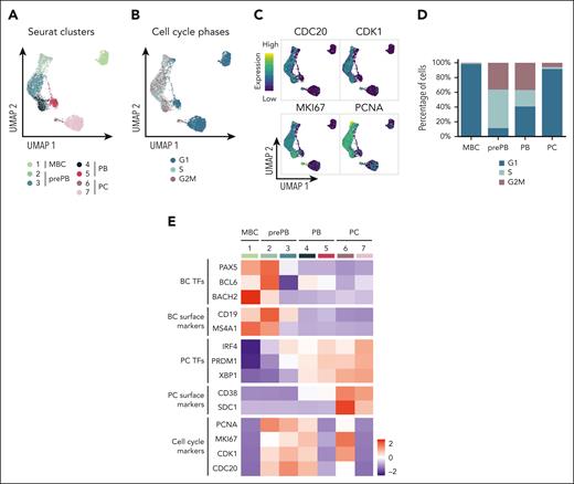 Identification of subpopulations within the different stages of B to PC differentiation. (A) Seurat k-nearest neighbors clustering identified 7 clusters: 1 cluster corresponding to MBC and 2 clusters for each stage of prePB, PB, and PC. (B) Identification of quiescent cells (G1) and proliferative cells (S and G2M) using the Seurat cell-cycle scoring. (C) mRNA expression of CDC20, CDK1, MKI67 and PCNA involved in cell cycle. High and low expression were represented in dark blue and in yellow, respectively. (D) Cell-cycle distribution of each stage. (E) Heat map displaying the average expression of selected genes in clusters identified in panel A.