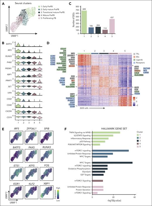 Identification of new subpopulations of prePB and PB stages. (A) Seurat k-nearest neighbors clustering identified 5 clusters, including 4 clusters for prePB and 1 cluster for PB. (B) Violin plots representing the expression of top marker genes identified using the pseudotime analysis for each cluster. (C) Number of positive differentially expressed genes identified in the 5 clusters using pairwise comparisons (one cluster vs all other cells). (D) The heat map showed the top 50 genes upregulated in each cluster. Keys genes coding TFs, EEs, ligands, and receptors were indicated and colored in gray, red, green, and blue, respectively. (E) Expression levels of TFs identified in panel D. High and low expression were represented in dark blue and in yellow, respectively. (F) Gene set enrichment analysis of the whole genes upregulated in each cluster.