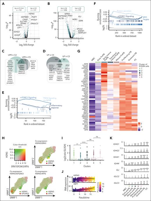 Dual activation of UPR during prePB and PB stages. (A-B) Volcano plots showing differentially expressed genes between the cluster 2 (C2) vs clusters 1, 3 et 4 (C1-3-4) and cluster 5 (C5) vs cluster 4 (C4), respectively. Genes identified as significantly differentially expressed were colored in blue (P value <.05 and log2(fold change) >0.25). (C) Venn diagram representing genes involved in UPR and upregulated in C2 and/or C5. (D) Venn diagram of genes upregulated in C2 and/or C5. Common genes were potentially involved in UPR. (E-F) Gene set enrichment analysis showing both pathways enriched in upregulated and downregulated genes in C2 and C5 compared with C1-3-4 and C4, respectively. (G) Heat map displaying the expression of genes involved in UPR and upregulated in C2 and/or C5 for each cluster of proliferating prePB and PB, as well as quiescent MBC, PB, and PC. (H) Visualization of cells simultaneously coexpressing HSPA5 (in green) and ERN1, EIF2AK3, or ATF6 (in red) genes. Yellow dots correspond to the coexpression of the 2 genes. (I) Boxplots representing the log2 ratio of IGL and IGH read counts per cell in each cluster. (J) Plots of HSPA5 and XBP1 mRNA expression in function of pseudotime. (K) Violin plots of the main immunoglobulin genes expressed in PCs for each cluster of proliferating prePB and PB, as well as quiescent MBC, PB, and PC.