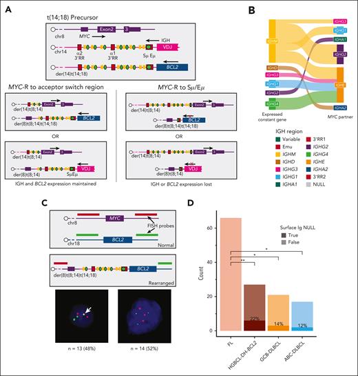 MYC-R are constrained by the preceding BCL2-R. (A) Diagrams showing the topology of MYC and IGH alleles in a precursor cell harboring a IGH::BCL2 rearrangement, followed by the possible positions of rearrangements and their effects on BCL2 and BCR expression. (B) A Sankey diagram comparing the MiXCR-predicted expressed constant gene vs the MYC partner in HGBCL-DH-BCL2 tumors with MYC::IGH rearrangements. The figure legend gives the order of all constant genes and enhancer regions as they appear in the genome. (C) A custom FISH assay designed to identify MYC-R involving the der(14)t(14;18) chromosome, with representative examples of FISH patterns identified. The white arrow indicates the fusion observed in tumors with der(8)t(8;14)t(14;18). (D) The frequency of surface Ig expression determined by flow cytometry, compared with FDR-corrected pairwise Fisher exact tests. RR, regulatory region; ∗P < .05; ∗∗P < .01.