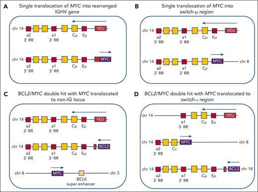 Distinct MYC translocation architectures in lymphomas with sole MYC translocations vs double-hit lymphomas with BCL2 and MYC translocations. In Burkitt lymphomas and diffuse large B-cell lymphomas with sole MYC translocations, these translocations are mostly targeted to the nonproductively rearranged IGH locus, either into or near to a nonproductively rearranged IGHV gene as a mistake of SHM (A), or into one of the switch regions (often switch-μ) as a mistake of class switching (B). In double-hit high-grade lymphomas with MYC and IGH::BCL2 translocations, the MYC gene is in most instances either translocated to a nonimmunoglobulin gene, for example BCL6, coming under control of the strong BCL6 super enhancer (C), or to a downstream switch region (often switch-ε) on either the allele with the productive IGHV gene (as shown in D), or the allele with the IGH::BCL2 rearrangement. Importantly, in all these constellations of MYC translocations in HGBCL-DH-BCL2, expression of the BCR and of the translocated BCL2 gene is retained. The Eμ and the 2 IGH locus 3′ RR enhancers (red squares) drive the expression of the genes juxtaposed to them. Only 4 of the 9 IGH constant region genes are shown as yellow squares. Arrows indicate the transcriptional orientation of the genes. chr, chromosome.