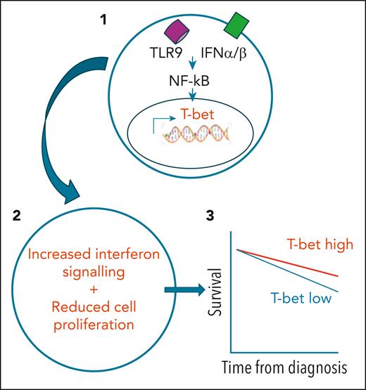 (1) Stimulation of CLL tumor cells by type 1 interferon (IFN) or toll-like receptor (TLR) ligands can drive NF-κB–dependent expression of the T-bet transcription factor. (2) This leads to enhanced interferon signaling and reduced tumor cell proliferation. (3) Tumors that have higher levels of T-bet at diagnosis are associated with longer patient survival.