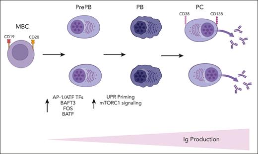 A schematic summary of Alaterre et al's findings is displayed here. Ig, immunoglobulin; MBC, memory B cells; PB, plasmablasts; PC, plasma cells; PrePB, preplasmablasts; TFs, transcriptional factors. The figure was created with BioRender.com.