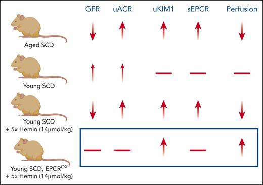A summary of the key results from Chen et al, in which kidney function was assessed in 10-month-old (Aged) mice with SCD as a decrease in glomerular filtration rate (GFR), increased uACR, increased uKIM1 levels, and decreased renal perfusion. Kidney injury was associated with increased sEPCR in plasma. In contrast, 4- to 6-week-old (Young) SCD mice had modest kidney injury, which was exacerbated by repeat doses of hemin. EPCROX reversed some markers of heme-induced kidney injury in young SCD mice. EPCROX, overexpression of endothelial protein C receptor; sEPCR, soluble endothelial protein C receptor; SCD, sickle cell disease; uACR, urinary albumin:creatinine ratio; uKIM1, urinary kidney injury molecule 1. Figure created with BioRender.com.