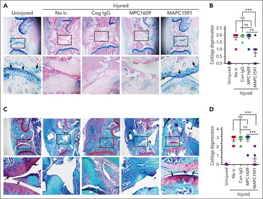 Treatment of FVIII−/− mice with an mAb that selectively inhibits APC anticoagulant activity (MAPC1591) reduces cartilage degeneration following a joint bleed. FVIII−/− mice were administered with control IgG, MPC1609, or MAPC1591 (1 mg/kg, ip). Twenty-four hours later, joint bleeding was induced with a needle puncture. Two weeks after the injury, mice were euthanized; knee joints were excised, and joint tissue sections were stained with Alcian blue (A) or Safranin O/Fast Green (C). Top panel images were captured at ×4 magnification. The squared area was imaged at ×20 magnification (bottom panel). Arrows point out the articular cartilage. Loss of blue stain (A) or red stain (C) in the articular cartilage region indicates the loss of glycosaminoglycans in the region and cartilage degeneration. (B) Cartilage degeneration in tissue sections stained with Alcian blue was scored on a 0 to 2 scale (0, absence of cartilage degeneration; 1, partial loss of proteoglycan content and pannus formation; 2, complete cartilage degeneration/absence of proteoglycans, pannus formation, and femur remodeling). (D) The quantified score of cartilage degeneration based on Safranin O/Fast Green Staining (0 to 3 scale; 0, normal/bright red staining of cartilage; 1, a slight reduction in staining; 2, a moderate reduction in staining; and 3, severe reduction/complete loss of staining). The data shown are mean ± SEM. ns, not statistically significant difference. ∗∗P < .01; ∗∗∗P < 0 .001.