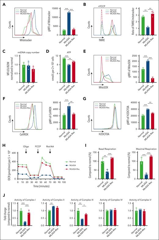 Loss of PUS1 impairs mitochondrial function in iPSCs. (A-B) Mitochondrial biomass (A) and the ratio of biomass to MMP (B) were evaluated in 3 iPSC lines by flow cytometry. The representative histogram (left) and geometric mean fluorescent intensity (gMFI, right) are shown. Normal, n = 3; MLASA, n = 2; MLASA-Res, n = 3. (C) Quantitative analysis of mtDNA copy number via quantitative reverse transcription polymerase chain reaction (qRT-PCR) in iPSCs (n = 4). (D) Cellular ATP levels in iPSCs detected by CellTiter-Glo 2.0 reagent (n = 3). (E-G) Mitochondrial (E), total (F), and cytoplasmic (G) ROS levels of iPSCs were evaluated by MitoSOX, H2DCFDA, and CellROX, respectively. The representative histogram (left) and gMFI (right) are shown (n = 3). (H-I) Measurement of cellular oxygen consumption in iPSCs. Oxygen consumption rates (OCRs) were monitored by injecting 1 μM oligomycin (Oligo), 0.5 μM FCCP, and 1μM rotenone/antimycin A (Rot/AA) in sequential order using the Seahorse XFe24 Extracellular Flux Analyzer (H). The average basal and maximum respirations were normalized with Normal-iPSCs (I; n = 3). (J) Activity analyses of mitochondrial respiratory chain complexes. Complex I, II, III, IV, and V activities were measured according to the manuals of relevant kits (n = 3). Values in all panels denote mean ± SD (∗P < .05; ∗∗P < .01; ∗∗∗P < .001); 1-way ANOVA. B2M, beta-2-microglobulin; FCCP, trifluoromethoxy carbonylcyanide phenylhydrazone; MT-LEU, mitochondria-tRNALeu.