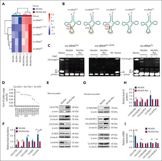 PUS1 regulates mitochondrial translation through downregulation of specific mitochondrial tRNAs. (A) Heat map of the amount of mt-tRNAs differentially expressed in MLASA-iPSCs and MLASA-Res-iPSCs. P < .05 and fold change (FC) >1.2; n = 3. (B) Simplified secondary structures of 5 downregulated mt-tRNAs in MLASA-iPSCs. Potential Ψ sites that may be modified by PUS1 are marked in red. The 5' and 3' ends of the tRNAs are labeled. The yellow arrows indicate the targeted regions of the designed primers for the CMC primer extension assay. (C) Primers specific for mt-tRNACys (left), mt-tRNASer(UCN) (middle), or mt-tRNATyr (right) were used in primer extension reactions to determine the location of Ψ in MLASA and MLASA-Res iPSCs as described in “Methods.” The reverse transcription stops, corresponding to residue Ψ28, are labeled with red triangles. Full length indicated, the fragment from the beginning of the primer to the 5’ end of the tRNA. Primer, the unbound primers. (D) Ranking according to the sum of usage frequency of codons complementary to mt-tRNACys, mt-tRNASer(UCN), and mt-tRNATyr in each mitochondrial-encoded protein. (E-F) Western blot analyses (E) and densitometry (F) of the mitochondrial-encoded proteins examined in iPSCs. Protein levels are normalized to β-actin or β-tubulin. n = 2. (G-H) Western blot analyses (G) and densitometry (H) of the nuclear-encoded oxidative respiratory chain proteins examined in iPSCs. Protein levels are normalized to β-actin or β-tubulin (n = 2). (I) qRT-PCR analyses for mRNA expression levels of some selected mitochondrial-encoded and nuclear–encoded oxidative respiratory chain genes in iPSCs. Expression levels are normalized to 18S (n = 3). Values in all panels denote mean ± SD (∗P < .05; ∗∗P < .01; ∗∗∗P < .001); unpaired Student t test.