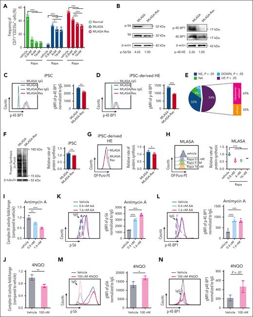 Rapamycin not nicotinamide riboside alleviates the erythroid differentiation arrest caused by PUS1 deletion by inhibiting global protein synthesis. (A) Frequencies of the iPSC-derived erythroblasts after 7 days of treatment with rapamycin under hypoxia conditions. n = 3. (B) Phosphorylation levels of ribosomal protein S6 (S6; left) and 4E-BP1 (right) were examined by western blot in iPSCs. Normalized to β-actin. (C-D) Phosphorylation levels of 4E-BP1 were measured by flow cytometry in iPSCs (C) and iPSC–derived HE cells (D; n = 3). (E) Pie chart representing the difference in TE of 94 TOP or TOP-like mRNAs between 2 iPSC lines. UP (purple) represents genes with increased TE in MLASA-iPSCs, whereas DOWN (azure) shows the decreased. NA (green) means the undetected genes, and NS (blue) means no significant difference. (F) Global protein synthesis was examined by puromycin incorporation in iPSCs. Western blot (left) and densitometry analyses (right) of the relative rate of protein synthesis are shown. Protein levels are normalized to β-tubulin (n = 3). (G) Protein synthesis rates monitored by OP-puro incorporation in HEs derived from iPSCs. The representative histogram (left) and MFI (right) of OP-puro are shown (n = 4). (H) Protein synthesis rates monitored by OP-puro incorporation in HE cells treated with rapamycin for 48 hours during erythroid differentiation from HEs. The representative histogram (left) and MFI (right) of OP-puro are shown. n = 3. (I-J) Activity of complex III in Normal-iPSCs with or without antimycin A (0.4 nM and 1.6 nM; n = 3) (I) and 4NQO (100 nM; n = 3) (J) treatment. (K-L) Phosphorylation levels of S6 (K) and 4E-BP1 (L) were examined by flow cytometry in Normal-iPSCs with or without antimycin A (0.4 nM and 1.6 nM). Representative graph (left) and frequency statistics (right) are shown (n = 4). (M-N) Phosphorylation levels of S6 (M) and 4E-BP1 (N) were examined by flow cytometry in Normal-iPSCs with or without 4NQO (100 nM). Representative graph (left) and gMFI (right) are shown. The gMFI was obtained using FlowJo 10.4 and the gMFI values of S6 and 4E-BP1 were normalized for each immunoglobulin G background (n = 3). Values in all panels denote mean ± SD (∗P < .05; ∗∗P < .01; ∗∗∗P < .001); unpaired Student t test (C, D, F, G, J, M, N); 1-way ANOVA, (H, I, K, L) or 2-way ANOVA (A). OP-puro, O-propargyl-puromycin; Rapa, rapamycin; TOP, 5′ terminal oligopyrimidine.