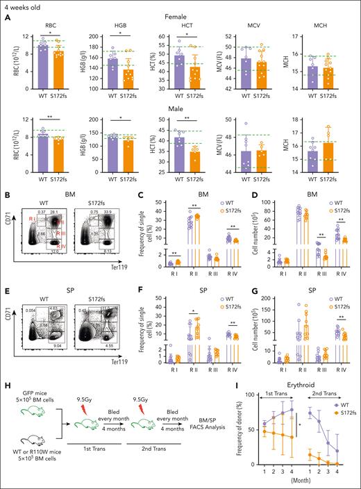 PUS1 deficiency impairs erythroid development in mice. (A) Complete blood count analysis of WT and Pus1S172fs/S172fs mice (S172fs) aged 4 weeks with different gender. Green dotted lines define the normal ranges. Female mice at 4 weeks: WT, n = 7; S172fs, n = 11. Male mice: WT, n = 8; S172fs, n = 5. (B-D) Flow cytometry analysis of erythroblasts in BM of mice aged 4 weeks. The gating strategy of erythroblasts by flow cytometry. R I to R IV represent proerythroblasts (region I, CD71highTer119int), basophilic erythroblasts (region II, CD71highTer119+), late basophilic and chromatophilic erythroblasts (region III, CD71intTer119+), and orthochromatophilic erythroblasts (region IV, CD71−Ter119+), respectively. Representative graph (B), frequency statistics (C), and absolute numbers (D) of different stages are shown. WT (n = 11), 7 female mice and 4 male mice at 4 weeks; S172fs (n = 9), 7 female mice and 2 male mice at 4 weeks. (E-G) Flow cytometry analysis of erythroblasts in spleen (SP) cells of mice aged 4 weeks. Representative graph (E), frequency statistics (F), and absolute numbers (G) of different stages are shown. WT (n = 11), 7 female mice and 4 male mice at 4 weeks; S172fs (n = 9), 7 female mice and 2 male mice at 4 weeks. (H) Schematic diagram of serial competitive transplant assay. (I) Frequency of donor cells of mature erythrocytes in serial competitive transplant assay. Primary competitive transplantation (n = 7), 4 female mice and 3 male mice; secondary competitive transplantation (n = 6), 3 female mice and 3 male mice. Values in all panels denote mean ± SD (∗P < .05; ∗∗P < .01; ∗∗∗P < .001); unpaired Student t test (A), paired Student t test (I), or 2-way ANOVA (C-D, F-G).