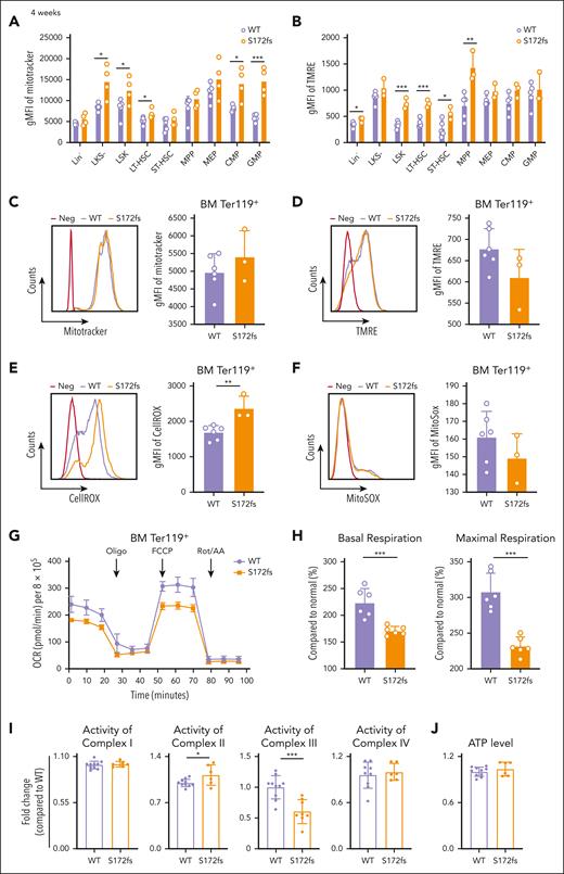 PUS1 deficient mice exhibit mitochondrial dysfunction. (A-B) Mitochondrial biomass (A) and MMP (B) of Lin–/LKS–/LSK+/LT-HSC/ST-HSC/MPP/MEP/CMP/GMP cells were evaluated by flow cytometry. Female mice at 4 weeks: WT, n = 5; S172fs, n = 4. (C-D) Mitochondrial biomass (C) and MMP (D) of BM Ter119+ cells were evaluated by flow cytometry. The representative histogram (left) and gMFI (right) are shown. Male mice at 4 weeks: WT, n = 6; S172fs, n = 3. (E-F) Cytoplasmic (E) and mitochondrial (F) ROS levels of BM Ter119+ cells evaluated by CellROX and MitoSOX, respectively. The representative histogram (left) and gMFI (right) are shown. Male mice at 4 weeks: WT, n = 6; S172fs, n = 3. (G-H) Measurement of cellular oxygen consumption in BM Ter119+ cells of mice. OCRs were monitored by injecting 1 μM Oligo, 2 μM FCCP, and 1μM Rot/AA in order using the Seahorse XFe24 Extracellular Flux Analyzer (G). The average basal and maximum oxygen consumptions were normalized to WT mice (H). n = 6, male mice at 7 to 8 weeks. (I) Activities of mitochondrial respiratory chain complexes in WT and mutant mice. Complex I , II, III, and IV (WT, n = 9-10; S172fs, n = 6, male mice at 7-8 weeks; Complex I , II, and IV: BM cells; Complex III: SP cells) activities were measured according to the manuals of relevant kits. (J) Cellular ATP levels of BM cells between WT and S172fs groups were detected by CellTiter-Glo 2.0 Reagent. WT, n = 10; S172fs, n = 6, male mice at 7 to 8 weeks. Values in all panels denote mean ± SD (∗P < .05; ∗∗P < .01; ∗∗∗P < .001); unpaired Student t test (C-J) or 2-way ANOVA (A-B).