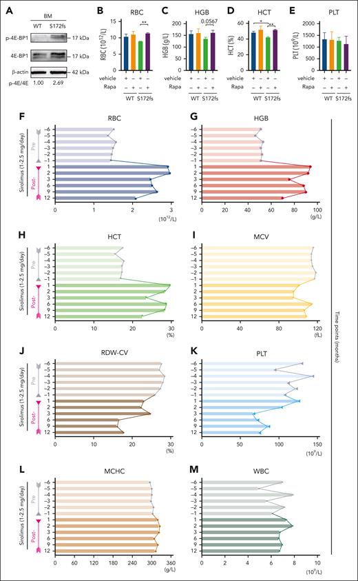 Rapamycin partially ameliorates abnormal erythroid differentiation in PUS1-deficient mice and a patient with MLASA. (A) Phosphorylation levels of 4E-BP1 were examined by western blot in BM cells of mice. Protein levels are normalized to β-actin. (B-E) Complete blood count analysis of WT and Pus1-mutant mice with or without 4 mg/kg per day rapamycin treatment. RBC (B), HGB (C), HCT (D), and PLT (E) are shown. WT, n = 3; S172fs, n = 3, female mice at 4 weeks. (F-I) Blood routine of RBC (F), HGB (G), HCT (H), MCV (I), RDW-CV (J), PLT (K), MCHC (L), and WBC (M) of the patient before and after treatment with Sirolimus. The Gray and lavender arrows indicate the period of patients before and after sirolimus treatment, respectively. Values in all panels denote mean ± SD (∗P < .05; ∗∗P < .01); 2-way ANOVA. MCHC, mean corpuscular hemoglobin concentration; MCV, mean corpuscular volume; PLT, platelet; Rapa, rapamycin; RDW-CV, RBC volume distribution width-coefficient of variation; WBC, white blood cell.