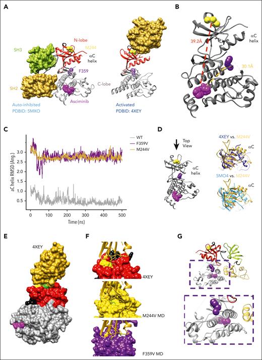 Structural hypotheses and computational studies of asciminib resistance mechanisms for M244V and F359V. (A) Structural models of autoinhibited ABL1-SH2/SH3 complex (left; PDBID: 5MO4) with asciminib bound, and activated ABL1-SH2 complex (right; PDBID: 4XEY). Crystallographic active site ligands are omitted for clarity. M244 is shown as yellow spheres, and F359 is shown as purple spheres. (B) Relative position and distance between points of mutation and asciminib binding pocket. (C) αC helix RMSD for wild type (WT), M244V, and F359V simulations with respect to the average structure from the WT simulation. (D) Rearrangements of top of the N-terminal kinase domain, which interfaces SH2 domain in activated structure, for M244V compared with activated structure (top, dark blue) and autoinhibited structure (bottom, light blue). (E) Surface representation of ABL1 kinase N-lobe-SH2 interaction in the activated ABL1 conformation (PDBID: 4XEY). Colors: N-lobe (red), C-lobe (gray), hinge (black), SH2 (gold), asciminib (pink), M244 (yellow), F359 (purple), and I164 (green). (F) Molecular dynamic snapshots of M244V exhibit a well-formed complementary pocket for I164 (bright green) in the SH2 domain, which defines the molecular interaction surface of the kinase N-lobe with the SH2 domain (middle). Compare with similar observation for crystallographic model of activated conformation (top), and contrast with MD snapshots from F359V condition for which no such complementary pocket is significantly observed (bottom). (G) C-lobe α helix bundle (gray) with F359V on one end (purple) and asciminib bound at other end (pink). SH2 domain (yellow) interactions in the autoinhibited conformation could play a role in mechanisms that impact the arrangement of the C-lobe helix bundle.