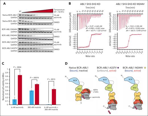 Mechanistic studies of asciminib resistance mechanisms for M244V and assessment of sensitivity to combined asciminib/imatinib treatment. (A) Representative of 3 cellular thermal shift assays performed in Ba/F3 cells of BCR::ABL1 isoforms indicated. (B) Isothermal titration calorimetry (ITC) measurements of recombinant ABL1 SH3-SH2-kinase domain (SH3-SH2-KD) unit native (left panel) and M244V mutant (right panel) (10 μM, respectively) with asciminib (100 μM) at 25°C. Each panel shows the raw heat signal of an ITC experiment (top) and the integrated calorimetric data of the area of each peak (bottom). The continuous line represents the best fit of the data based on a 1:1 binding model computed from the MicroCal software. A representative measurement of 2 independent experiments is shown with Kd value, stoichiometry (N), and enthalpy (ΔH) calculated from the fit. (C) Assessment of sensitivity of Ba/F3 cells harboring native BCR::ABL1 or BCR::ABL1/M244V to imatinib, asciminib, or the combination. Biological and technical triplicates were performed. (D) Proposed model of BCR::ABL1/M244V-mediated disruption of asciminib-induced allosteric modulation. DMSO, dimethyl sulfoxide; GAPDH, glyceraldehyde-3-phosphate dehydrogenase.