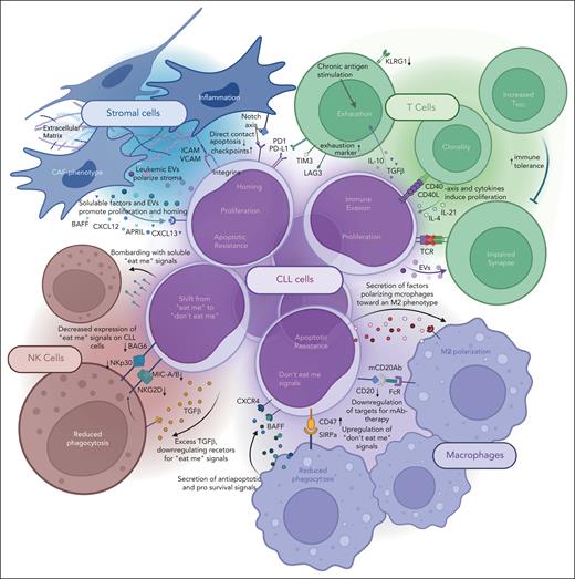 Mechanisms of immune evasion by CLL cells with the different compartments of the TME. Graphical depiction of all mentioned bidirectional mechanisms by which CLL cells and the surrounding cells of the TME interact.