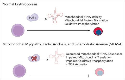 During normal erythropoiesis, the conversion of uridine to pseudouridine in transfer RNAs (tRNAs) by PUS1 promotes mitochondrial tRNA stability and regulates protein synthesis rates and mitochondrial function. In MLASA, mutations in PUS1 lead to loss of mitochondrial tRNA pseudouridylation and a subsequent decrease in mitochondrial tRNA abundance, which impairs erythropoiesis through dysregulated protein synthesis, disruption of oxidative phosphorylation, and activation of the mammalian target-of-rapamycin pathway.