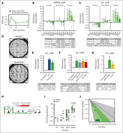 RUX treatment improves serial replating ability and self-renewal capacity of cultured HSCs. (A) GSVA score of the Kyoto Encyclopedia of Genes and Genomes (KEGG) JAK/STAT signaling pathway gene-set (same as Figure 2H). The GSVA score was calculated per single cell with the line indicating the median and the upper and lower whiskers indicating the 25th and 75th percentile of expression. (B-C) Serial replating of human mPB HSC/MPPs (CD34+CD38−CD45RA−) cultured for 72 hours in EXPER conditions (B) or for 62 hours in GT conditions (C). Graphs (upper panels) show the fold change in the colony number in comparison with DMSO from primary (2 week), secondary (4 week), and tertiary (6 week) plating. There are n = 3 mPB biological replicates in (B) and n = 4 mPB biological replicates in (C); the individual donors are indicated by shapes. The mean ± SD are shown. Tables (lower panels) report the statistics from a generalized linear mixed-effects model (glmer) analysis performed with raw colony counts. Tukey corrected P values for pairwise comparisons with DMSO with P < .05 are shown (supplemental Table 12 contains all comparisons and raw data). (D) Representative image of wells from tertiary replating experiment of mPB HSC/MPPs cultured for 72 hours in EXPER conditions (upper panel) or for 62 hours in GT conditions (lower panel) treated with either DMSO (left) or 10 nM RUX (right). Circles indicate manually scored colonies. Images brightened by 17%. (E-G) Serial replating of human mPB HSC/MPPs cultured for 62 hours in GT conditions. Graphs (upper panels) show fold change in colony number in comparison with DMSO from tertiary (6 week) plating in the conditions indicated as follows: (E-G) RUX (10 nM); (E) 0 hours fresh HSC/MPPs; (F) UM171 (35 nM), low TPO (20 ng/mL); (G) the pan-caspase inhibitor (CASi) Z-VAD(OH)-FMK (100 nM); (E,G) n = 3 mPB biological replicates; (F) n = 5 mPB biological replicates. Individual donors indicated by shapes and matching across (E-G). The mean ± SD are shown. Tables (lower panels) report the statistics from the glmer analysis with fitting of raw colony counts. Tukey corrected P values for pairwise comparisons of EM means with P < .05 are shown (supplemental Table 12 contains all comparisons and raw data). (H) Workflow of in vivo transplantation of mPB CD34+CD38− cells cultured in GT conditions for 62 hours with LV transduction and RUX (10 nM) or DMSO. Secondary transplantations were performed from whole BM of engrafted mice. (I) Graft size (percentage of human CD45++ and GlyA+) in the BM at 18 weeks post transplantation of mPB CD34+CD38− cells cultured for 62 hours in GT conditions with RUX (10 nM) or DMSO. n = 6 biological replicates; the graph shows representative of n = 68 engrafted mice (n = 34 DMSO; n = 34 RUX). Two-way ANOVA with Sidak multiple comparisons was performed (30 000 cells DMSO vs 30 000 cells RUX; P = .005; all other doses DMSO vs RUX; P > .9). (J) The log-fraction plot of the limiting dilution model fitted to data in supplemental Table 14. Indicates the percentage of LTRC estimates from secondary transplantation experiments. Whole BM of engrafted mice from primary transplants was transplanted in NSG-SGM3 mice and analyzed 8 weeks posttransplantation (n = 1 experiment; n = 35 mice). Slope indicates the log-active fraction. The dotted line shows the 95% CI. Zero negative response indicated by triangle. Panel H was created with BioRender.com (license agreement UR26QKHL5H).