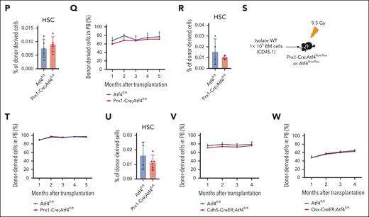 Atf4 deficiency alters MSC function but not HSC maintenance. (A) qRT-PCR analysis of Atf4 expression in CD45–Ter119–LepR+ cells from Prx1-Cre;Atf4fl/fl and Atf4fl/fl mice (n = 3 mice). (B) Gross phenotype of Atf4fl/fl and Prx1-Cre;Atf4fl/fl mice at 7 weeks of age (left) and body, forelimb, and hindlimb length measurements (right). ∗∗∗P < .001; ∗∗P < .01; n = 5. (C) Microcomputed tomography (micro-CT) image showing the limb phenotype of Atf4-mutant vs WT mice. (D-E) Micro-CT analysis showing decreased bone volume fraction in Atf4 mutants; BV/TV, bone volume per total volume (n = 5 mice). (F) Representative calcein double-labeling images (left) with quantification of trabecular bone formation in the femur metaphysis (right) (n = 4-6 mice). (G) Representative femur sections from Prx1-Cre;Atf4fl/fl;Col2.3-GFP and Atf4fl/fl;Col2.3-GFP mice showing the decrease in the number of Col2.3-GFP+ osteoblasts (n = 3 mice). (H) Representative flow cytometry dot plots of CD45–Ter119–LepR+ cells (left) and corresponding quantitative data showing the decreased frequency of CD45–Ter119–LepR+ cells in Prx1-Cre;Atf4fl/fl mice at 7 weeks of age (right) (n = 3-4 mice). (I) Representative images of CFU-F colonies formed when cells were cultured from enzymatically dissociated BM (left) and corresponding quantitative data (right); n = 3 mice from at least 3 independent experiments. (J) Representative images of CFU-F differentiating into osteoblasts after culture in differentiation medium for 2 to 3 weeks, showing the reduced osteogenic potential of Atf4-depleted MSCs. (K) BM cell numbers of Prx1-Cre;Atf4fl/fl and Atf4fl/fl mice (n = 3 mice). (L) Percentages of the indicated cell populations in Prx1-Cre;Atf4fl/fl and Atf4fl/fl mice BM (n = 3 mice). (M) Results from colony formation assays using 104 BM cells cultured for 10 to 14 days in a complete methylcellulose-based medium (n = 3 mice). (N) Experimental workflow of competitive transplantation. (O) Percentage of CD45.2+ donor cells in the peripheral blood (PB) of recipient mice at the indicated time points after competitive BM transplantation (n = 4-8 mice). (P) Percentage of CD45.2+ donor-derived HSCs in the BM of recipients (n = 5 mice). (Q) Percentage of CD45.2+ donor cells in the PB of recipient mice at the indicated time points after secondary BM transplantation (n = 4-7 mice). (R) Percentage of CD45.2+ donor-derived HSCs in the BM of recipients after the secondary BM transplantation (n = 4 mice). (S) Experimental workflow of the assay in which 106 BM cells were transplanted from donor mice (CD45.1) into irradiated Prx1-Cre;Atf4fl/fl or Atf4fl/fl mice. (T) Percentage of CD45.1+ donor cells in the PB of recipient mice at indicated time points after BM transplantation. The donor cells were CD45.1+ (n = 5 mice). (U) Percentage of CD45.1+ donor-derived HSCs in the BM of recipients (n = 4-5 mice). (V-W) Percentage of CD45.2+ donor cells in the PB of recipient mice at the indicated time points after competitive BM transplantation (n = 4-6 mice). Data represent mean ± standard deviation (SD). ∗P < .05; ∗∗P < .01; ∗∗∗P < .001; unpaired 2-tailed Student t test.